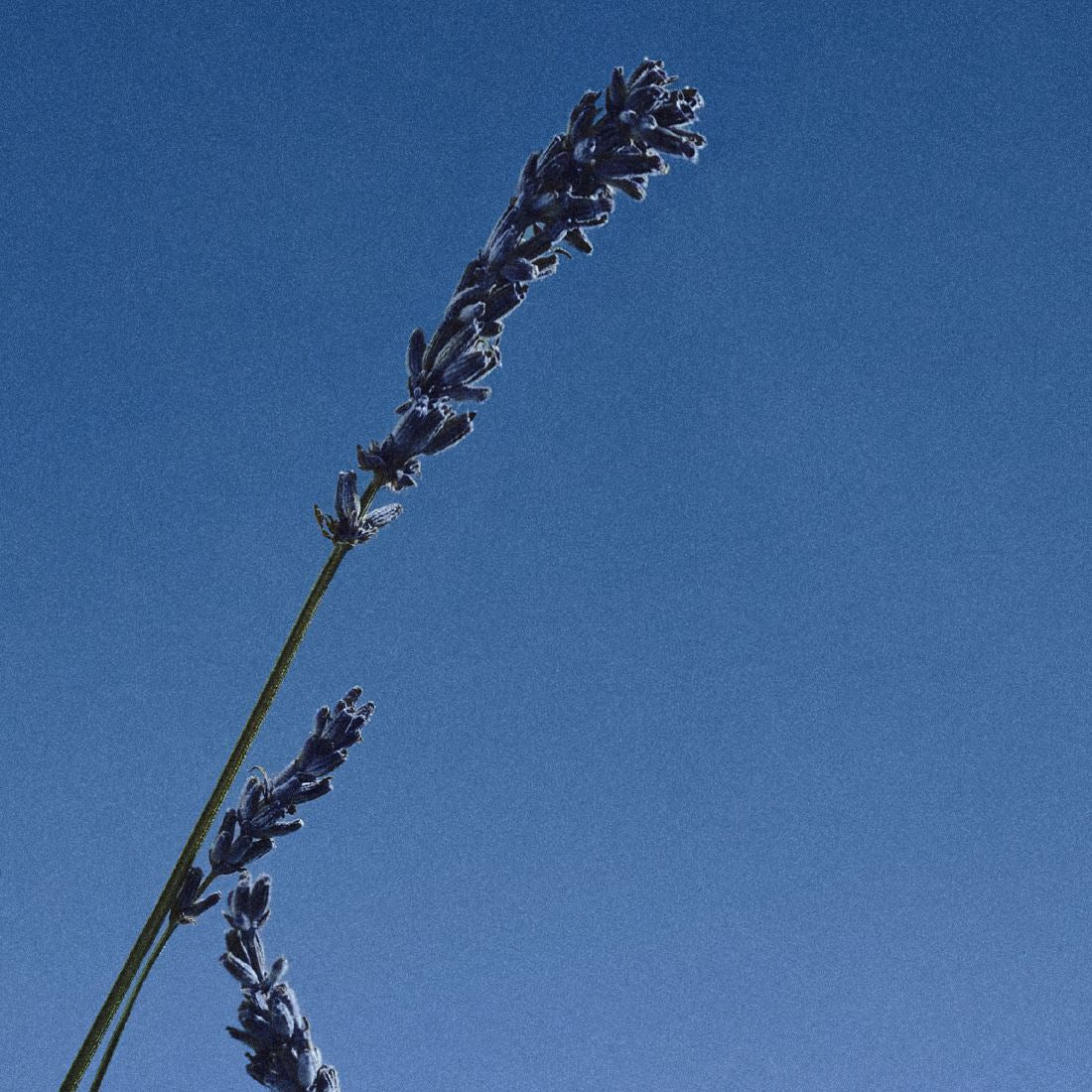 Eau de parfum 702 EN - Image 4